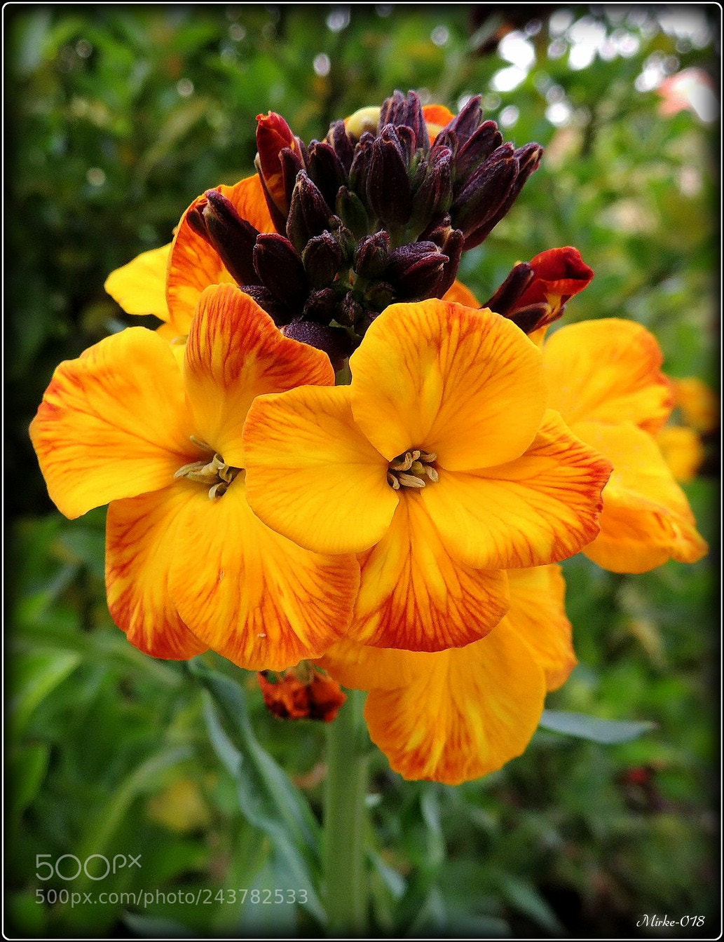 Nikon Coolpix P510 sample photo. Шебој (erysimum cheiri) photography