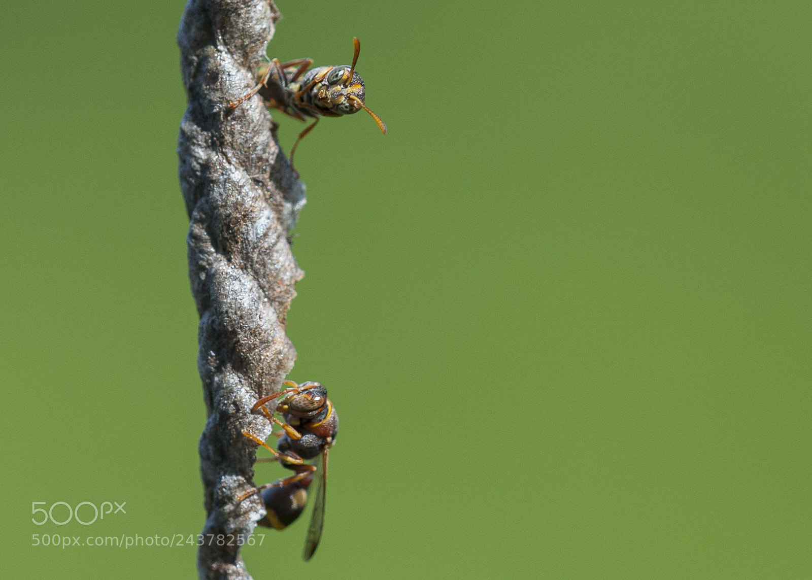 Nikon D700 sample photo. Bees next door photography