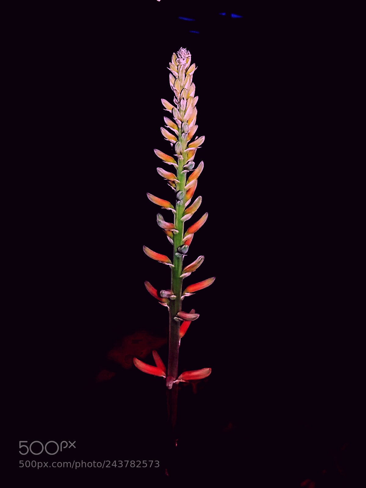 Samsung Galaxy A5 sample photo. Neon flower photography