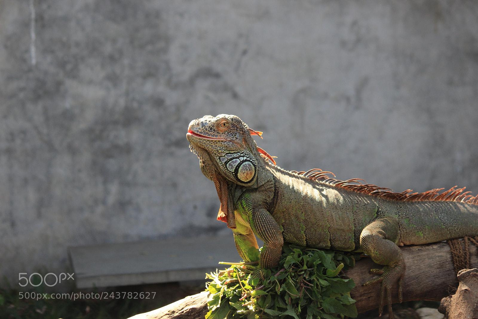 Canon EF-S 55-250mm F4-5.6 IS II sample photo. Looking for a change photography