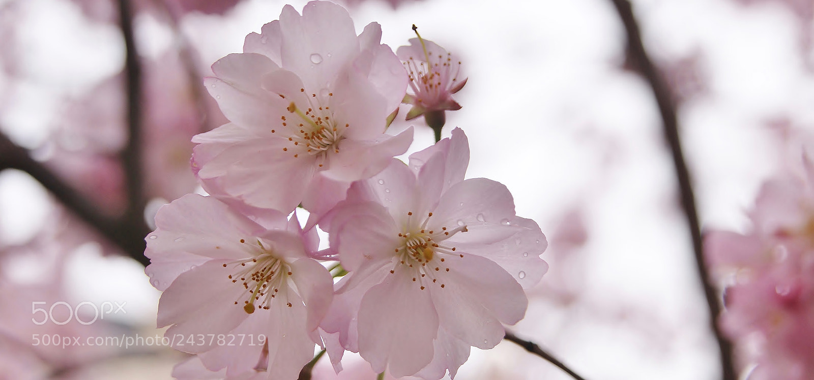 Sony Alpha DSLR-A380 sample photo. Cherry blossom memory in photography