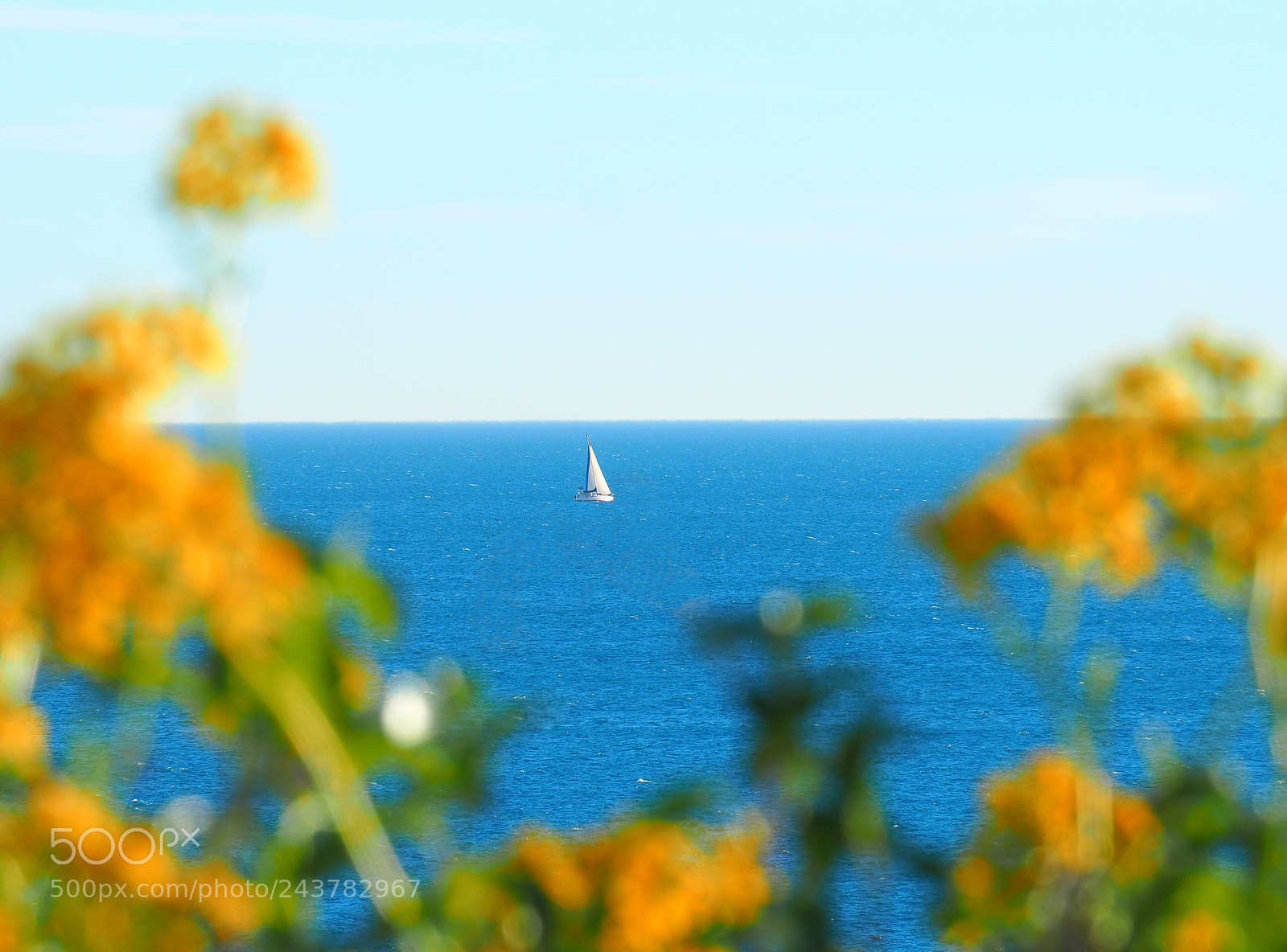 Olympus OM-D E-M5 II sample photo. Flors i mar photography