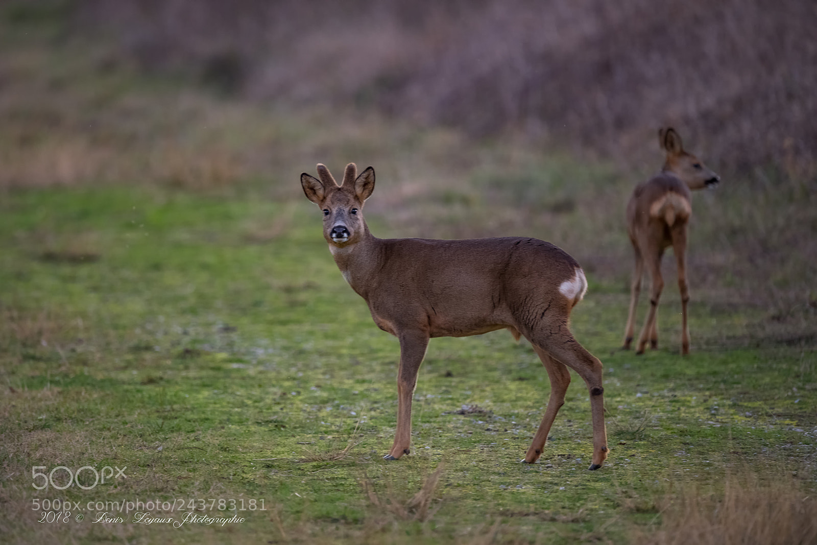 Nikon D5 sample photo. Brocard avec ses velours photography