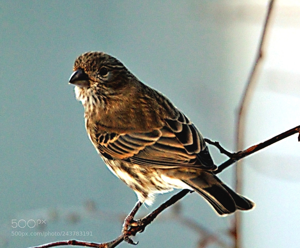 Canon EOS 60D sample photo. Sparrow photography