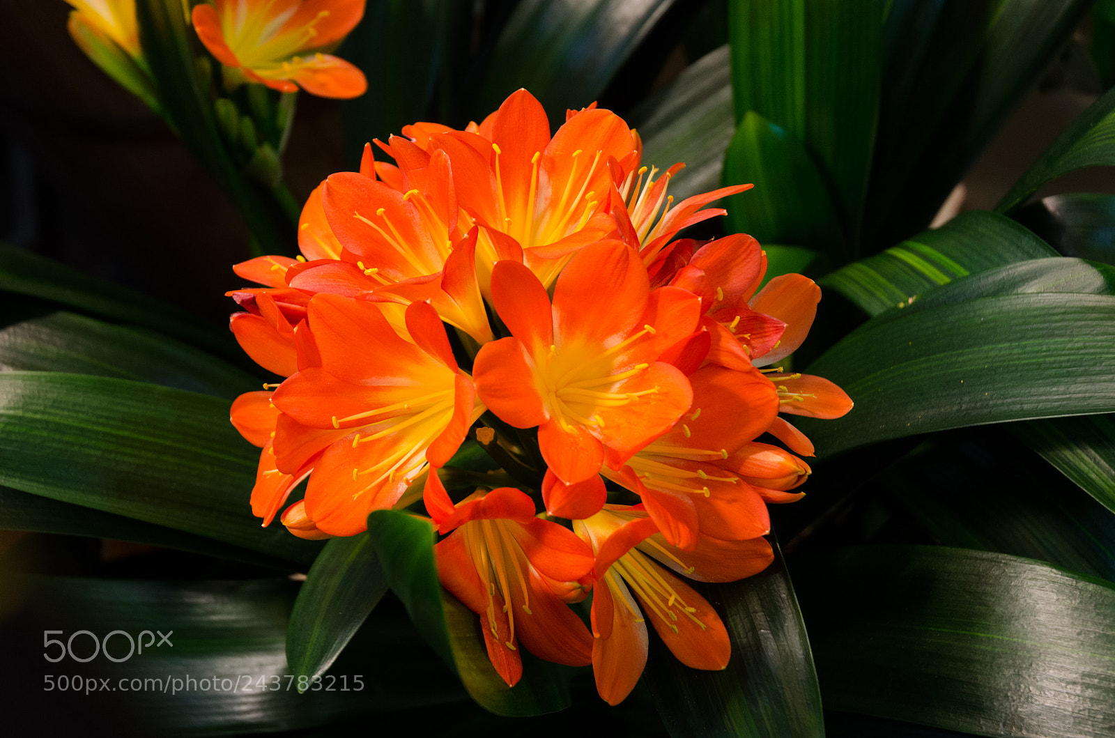 Nikon D5100 sample photo. 302 photography