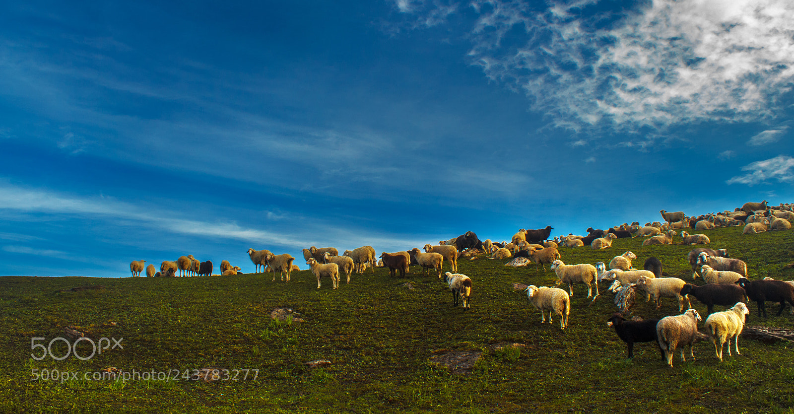 Canon EOS 550D (EOS Rebel T2i / EOS Kiss X4) sample photo. A herd of sheep photography