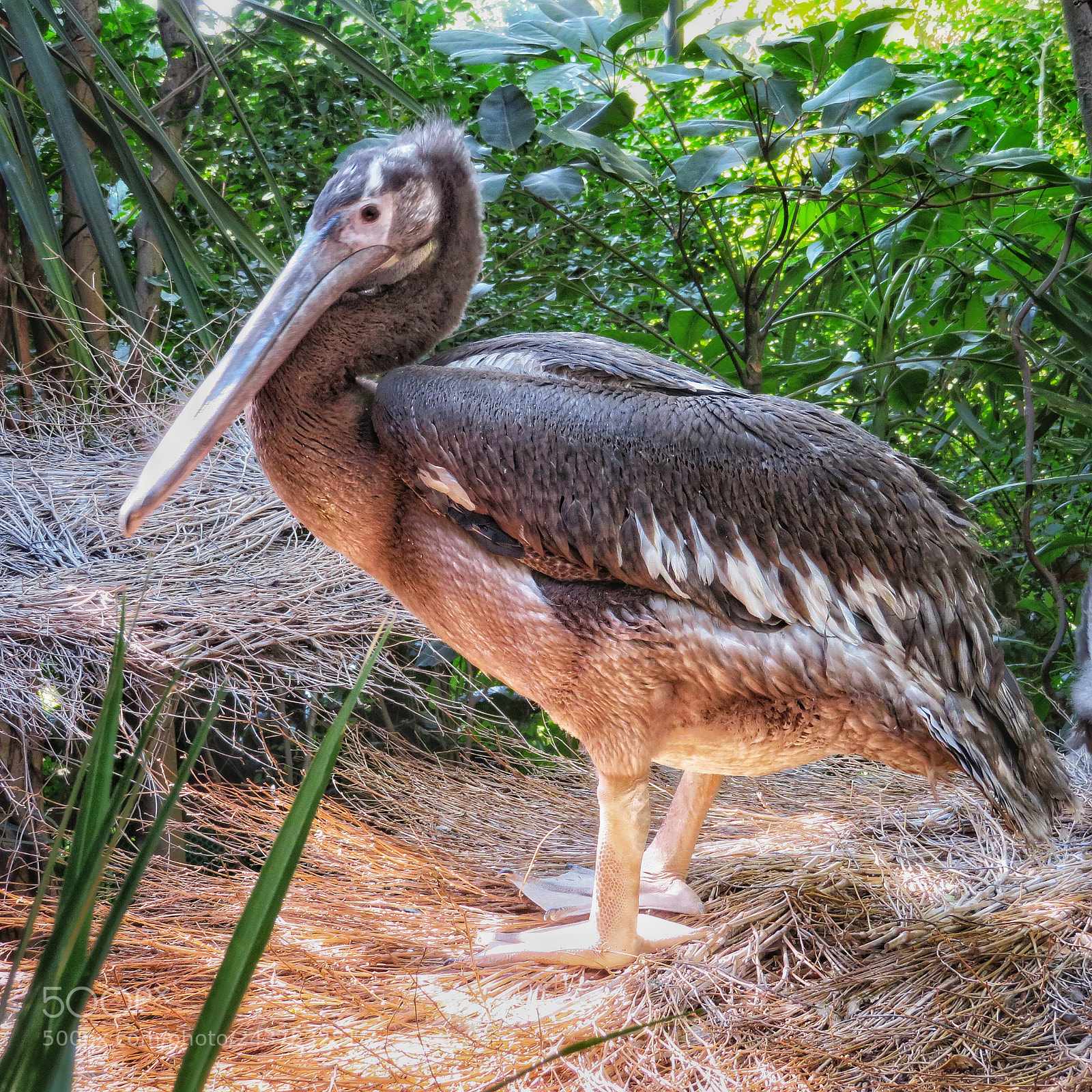 Canon PowerShot SX720 HS sample photo. Juvenile black pelican photography