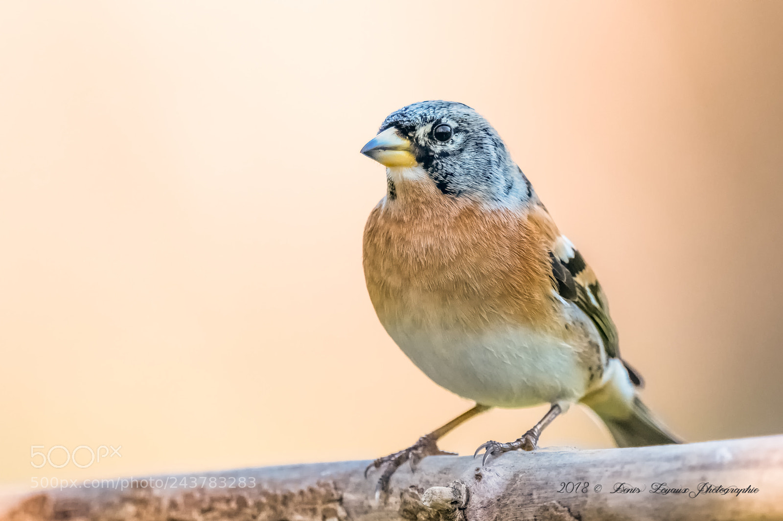 Nikon D850 sample photo. Pinson du nord photography