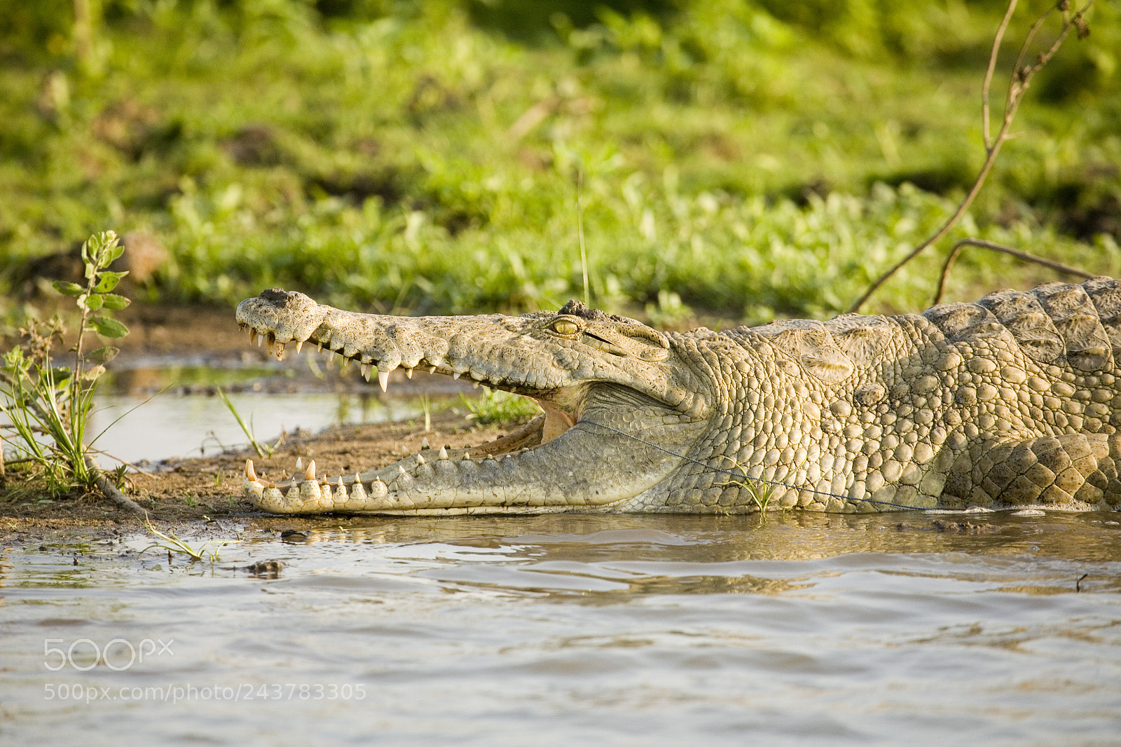 Canon EOS 5D sample photo. A crocodile with a photography