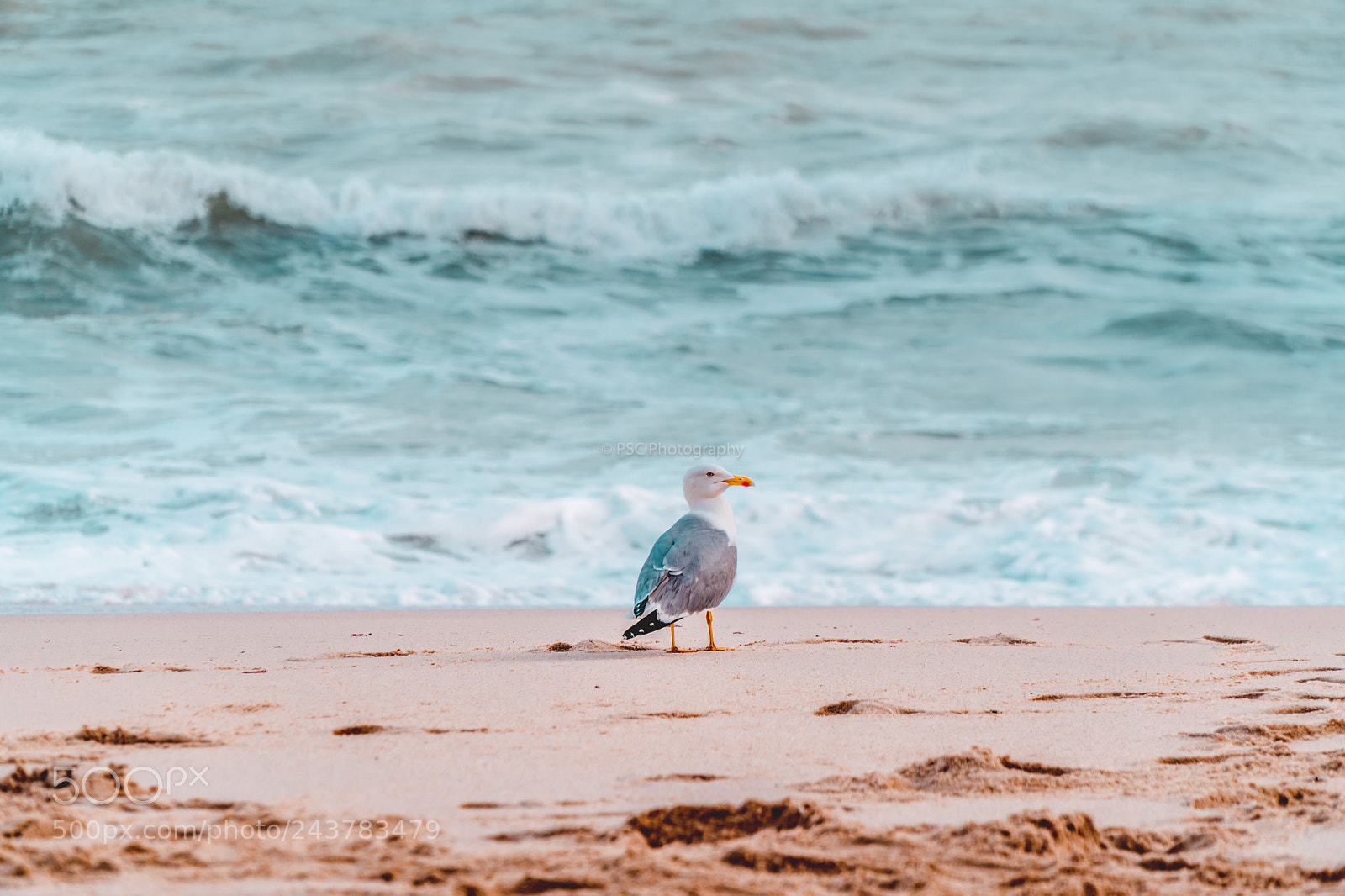 Sony a6500 sample photo. Hey little bird! photography