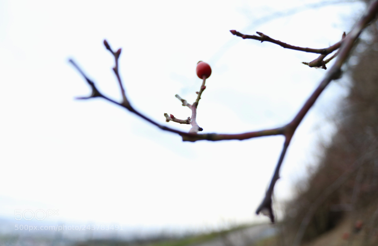 Canon EOS 750D (EOS Rebel T6i / EOS Kiss X8i) sample photo. Rose hip photography