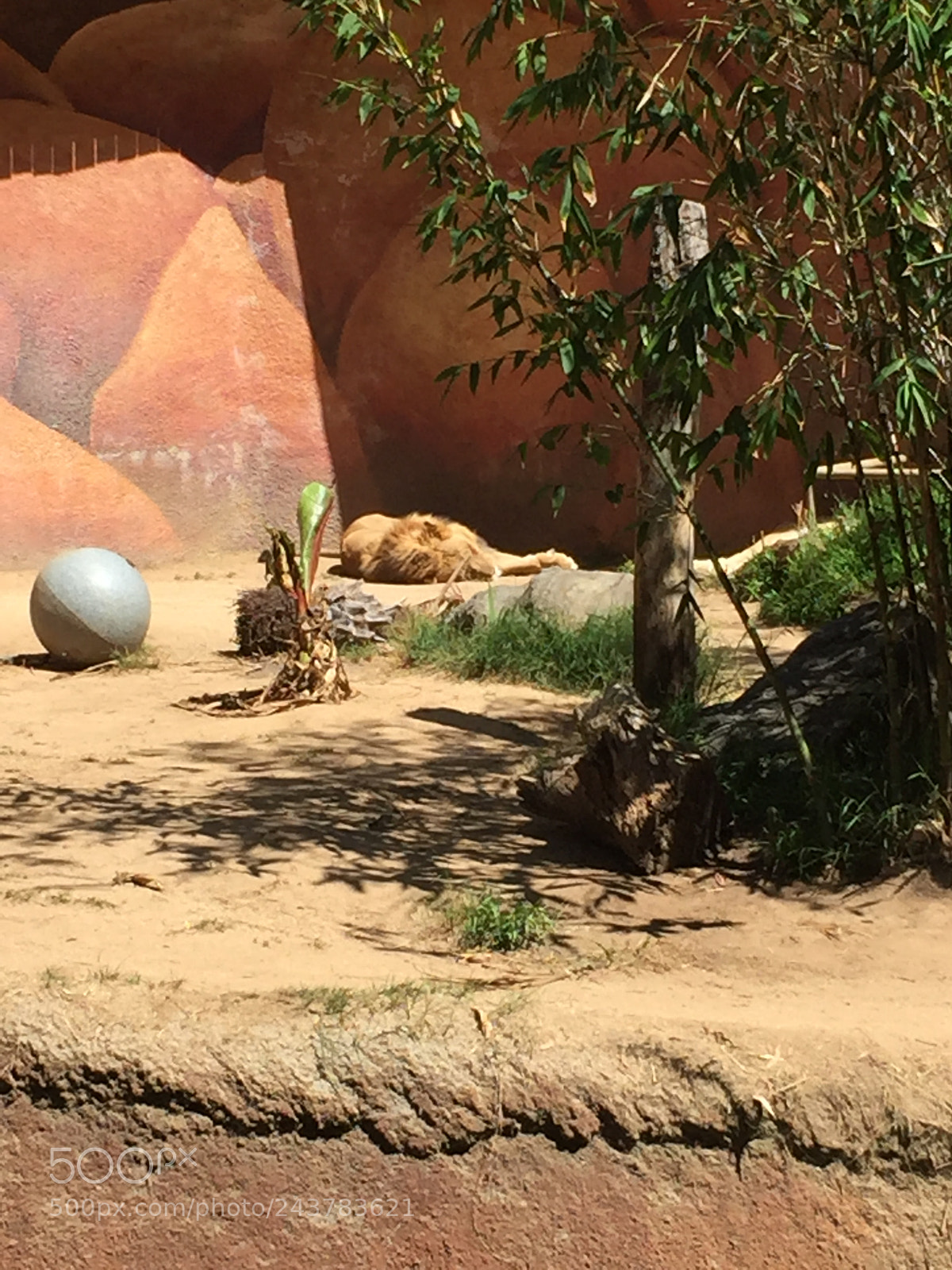 Apple iPhone 6 sample photo. Zoo lion photography