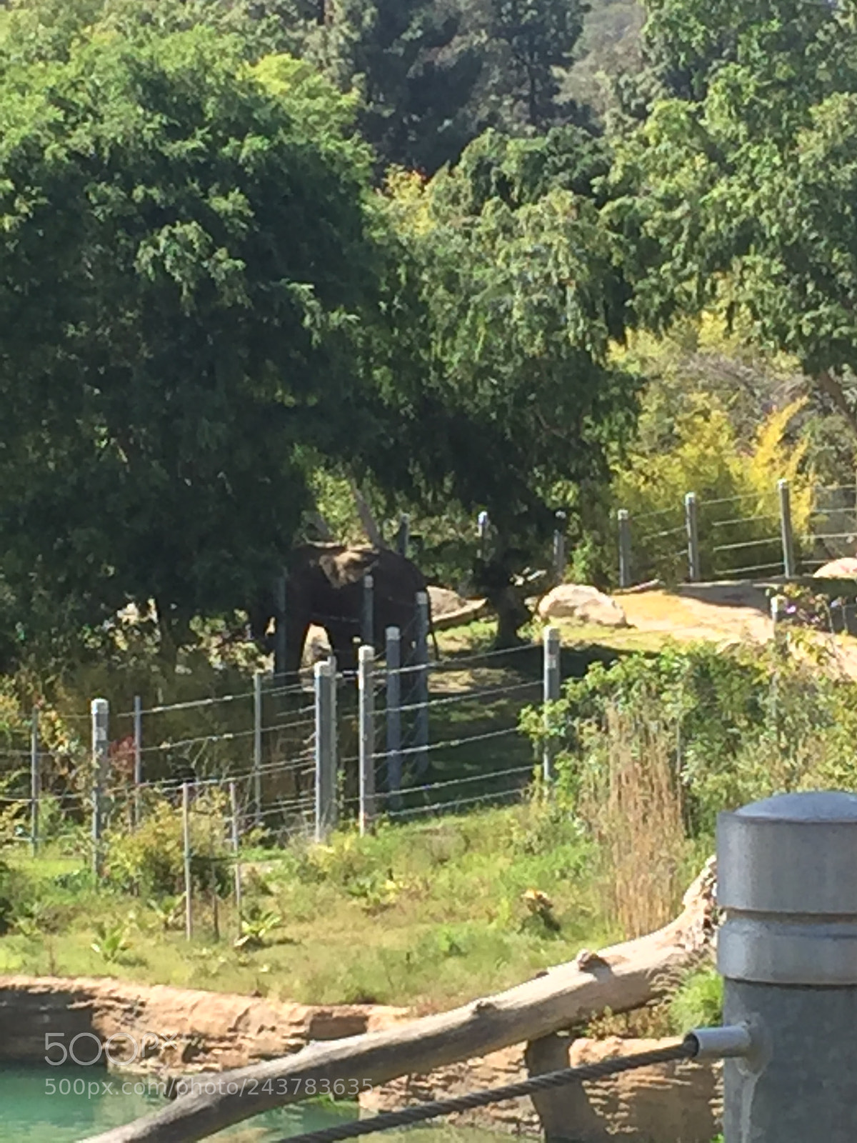 Apple iPhone 6 sample photo. Zoo elephant photography