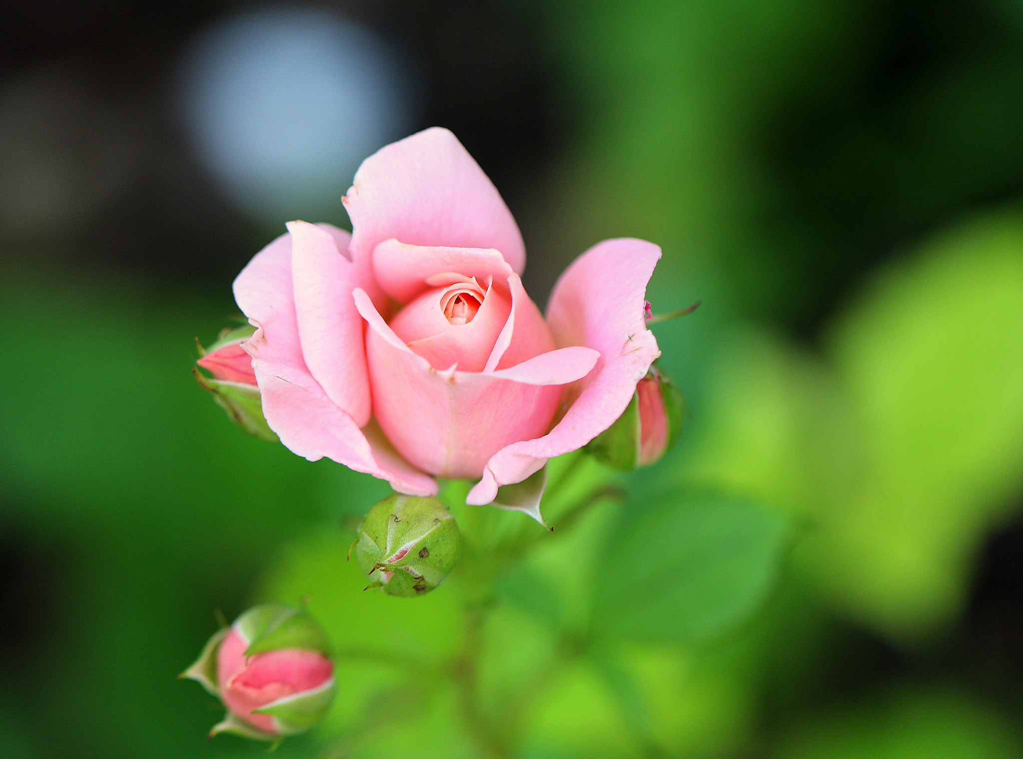 Canon EOS 7D Mark II + Canon EF 100mm F2.8L Macro IS USM sample photo. Little pink rose photography