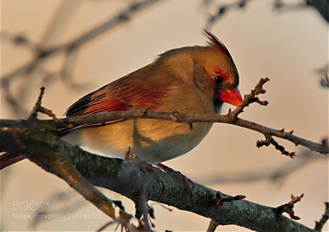 Canon EOS 60D sample photo. Cardinal photography