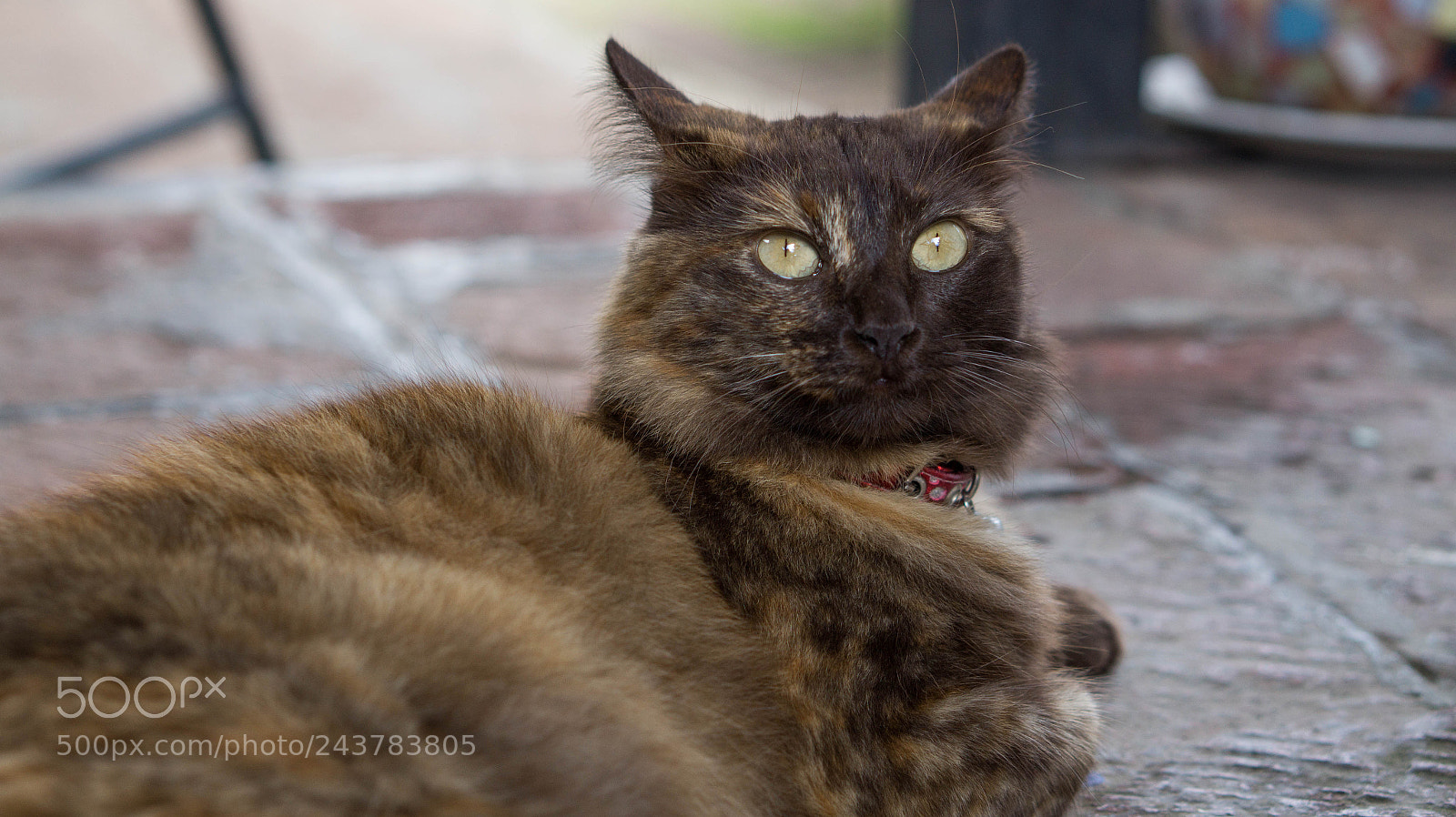 Sony Alpha a3500 sample photo. Sweet choco photography