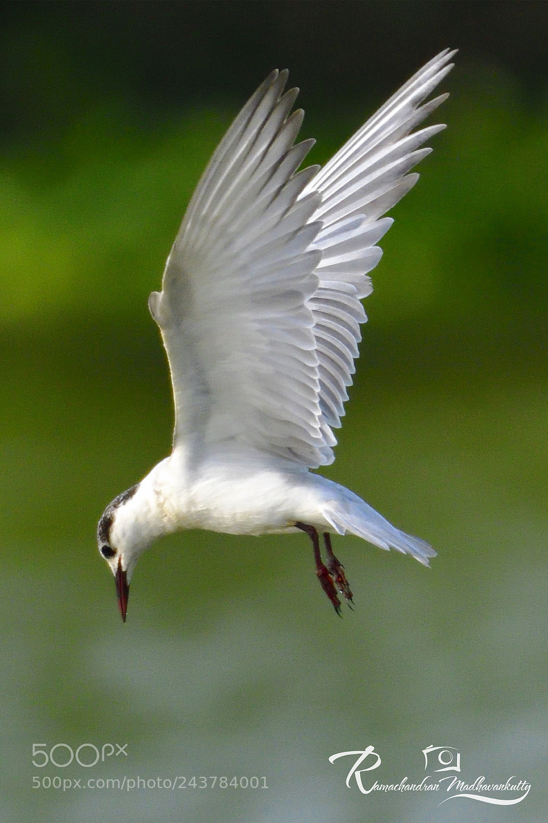 Nikon D500 sample photo. Whiskered tern - a photography