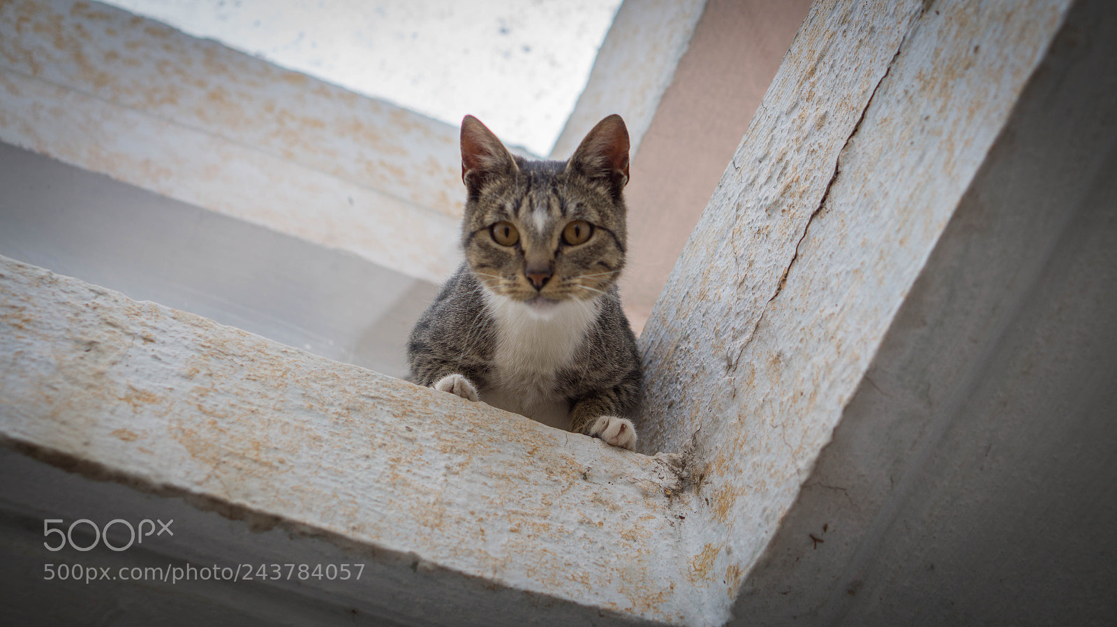 Sony Alpha a3500 sample photo. Curious nena photography