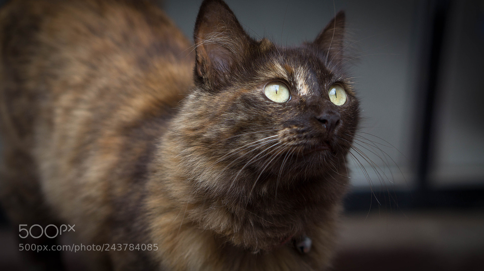 Sony Alpha a3500 sample photo. Sweet choco photography