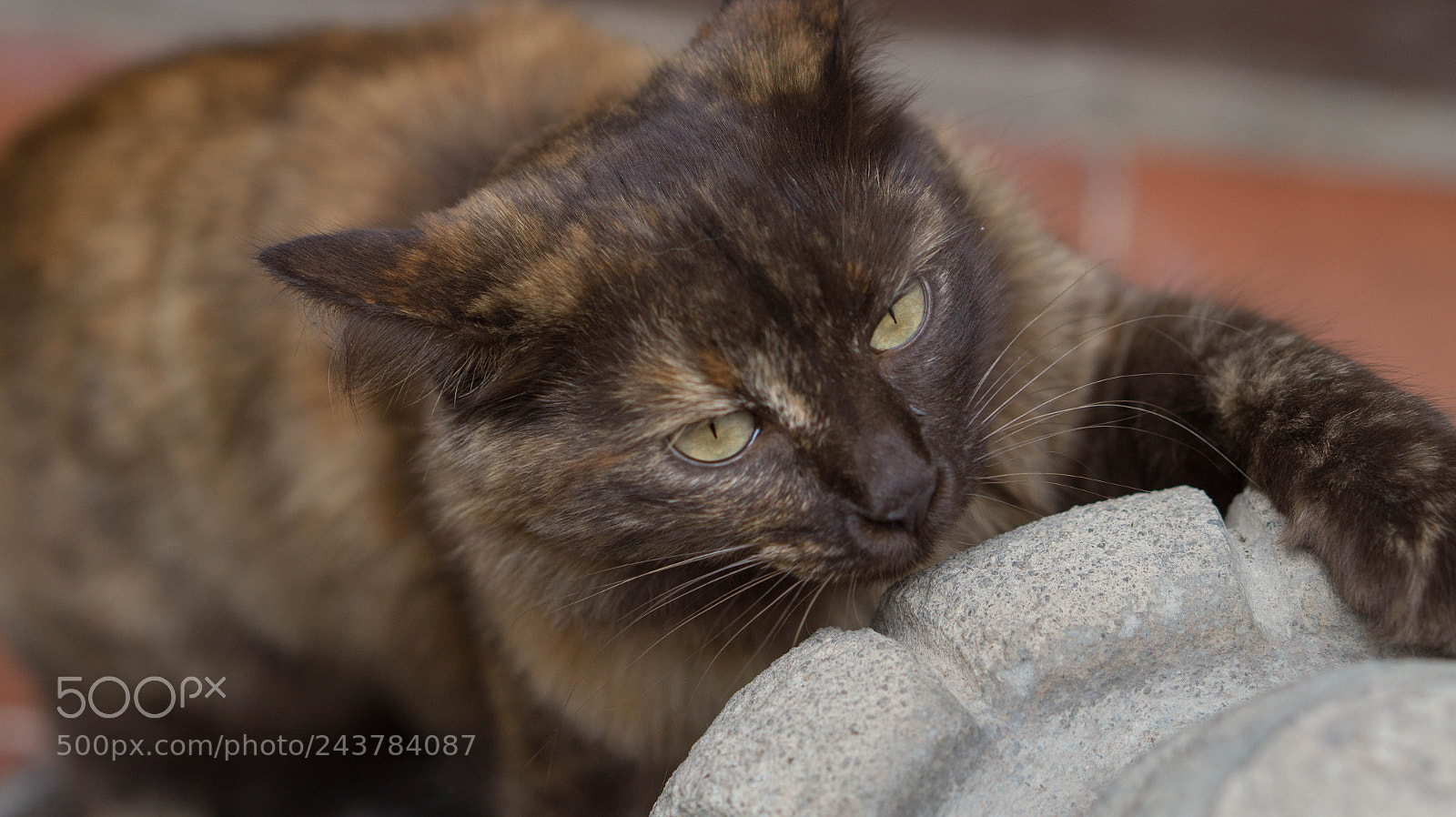Sony Alpha a3500 sample photo. Sweet choco photography