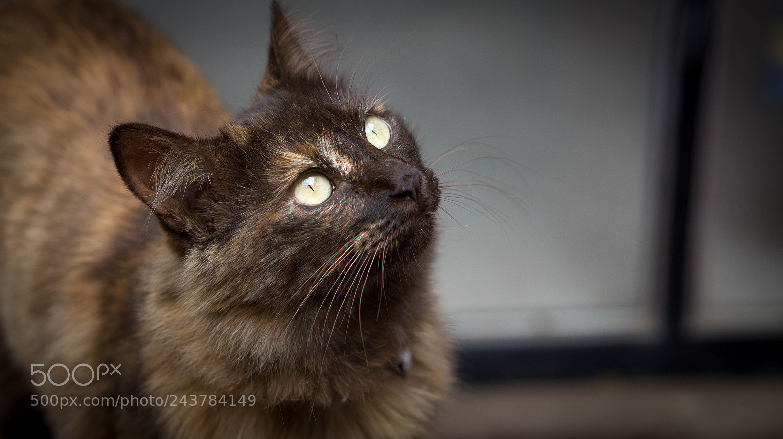 Sony Alpha a3500 sample photo. Sweet choco photography