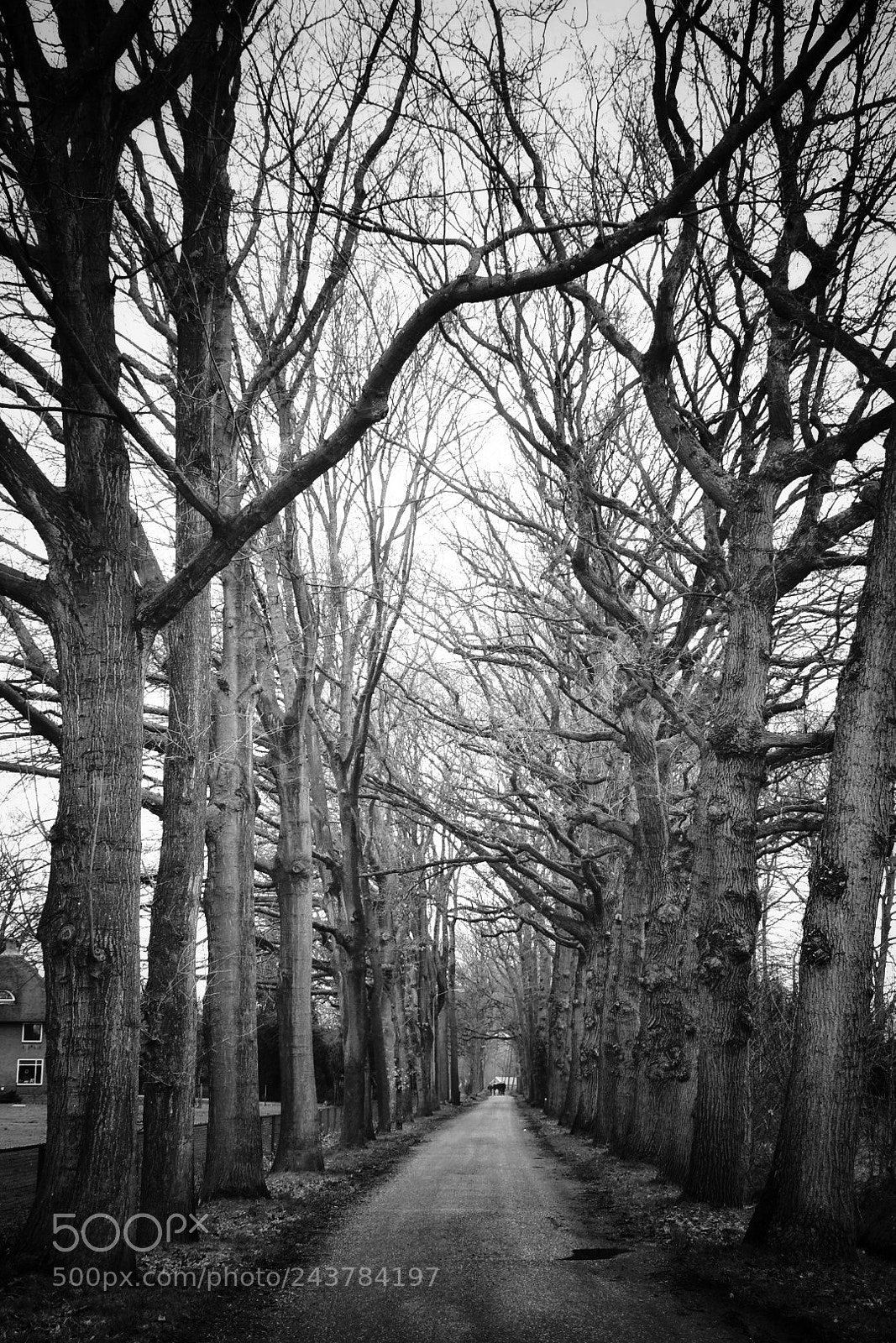 Nikon D5500 sample photo. Trees photography