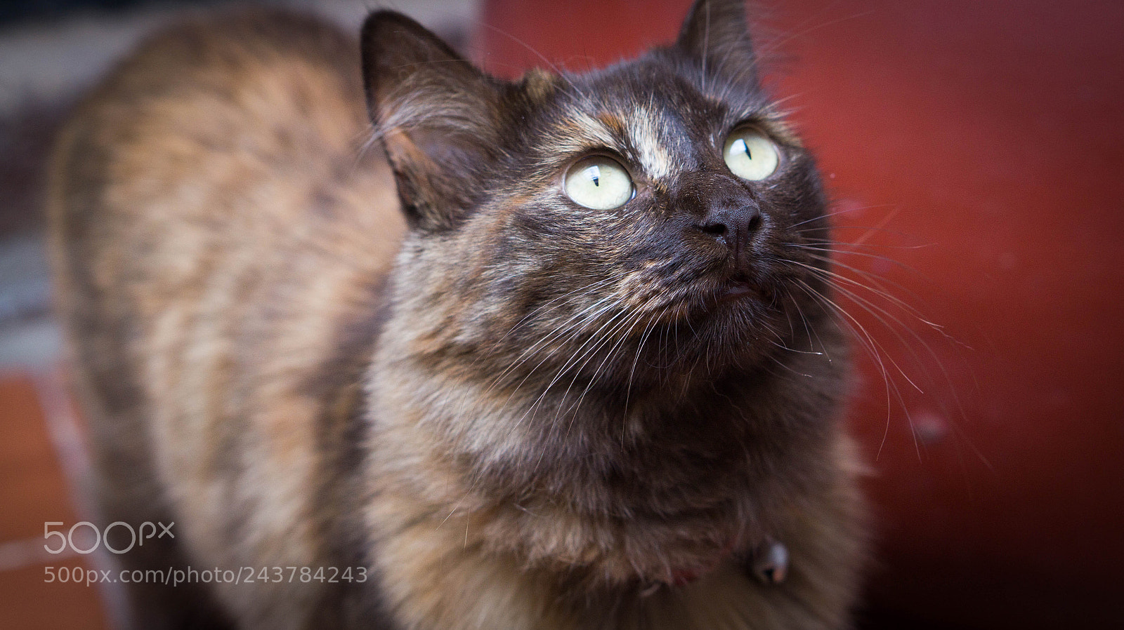 Sony Alpha a3500 sample photo. Sweet choco photography
