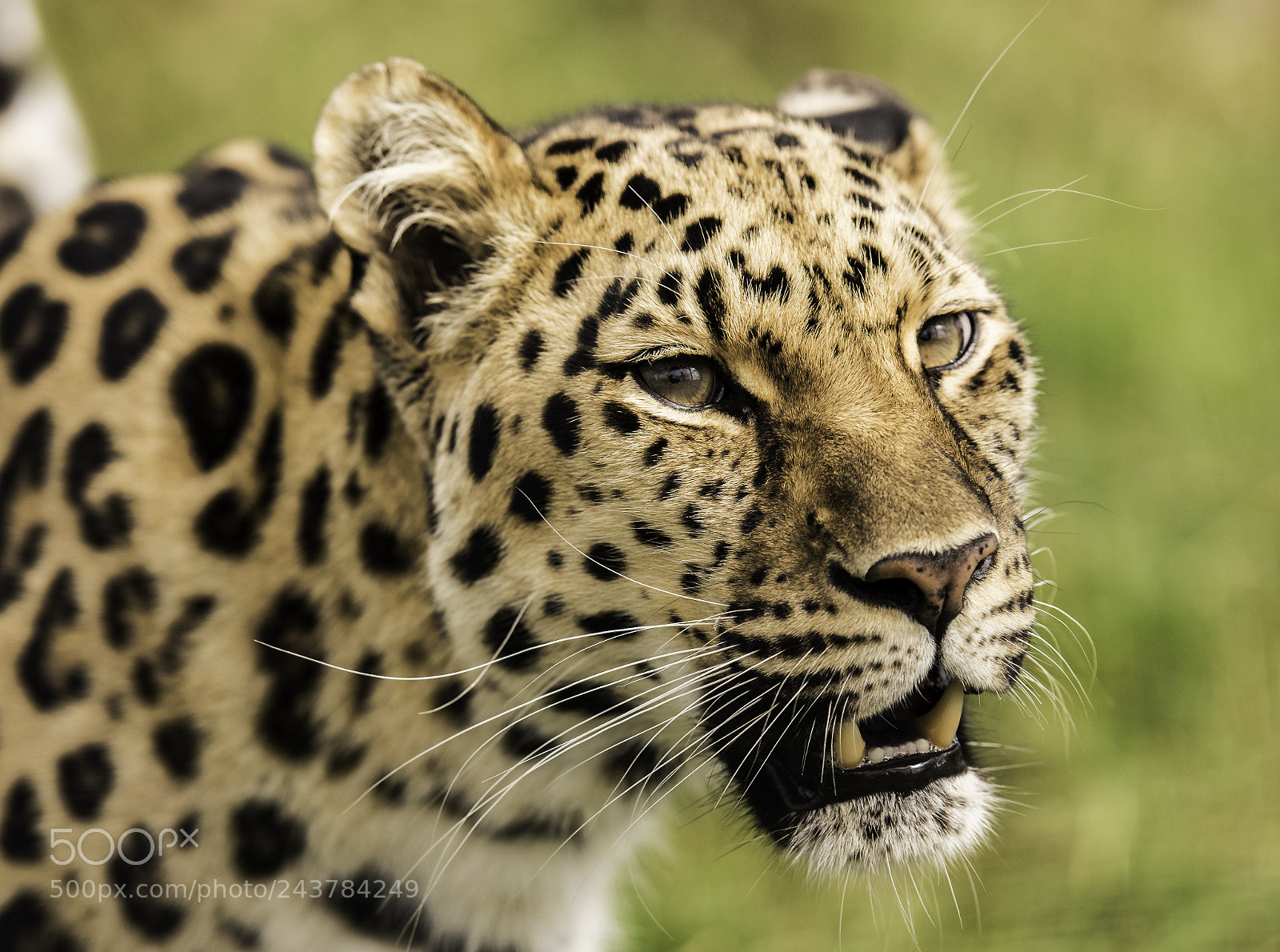 Nikon D810 sample photo. Leopard series photography