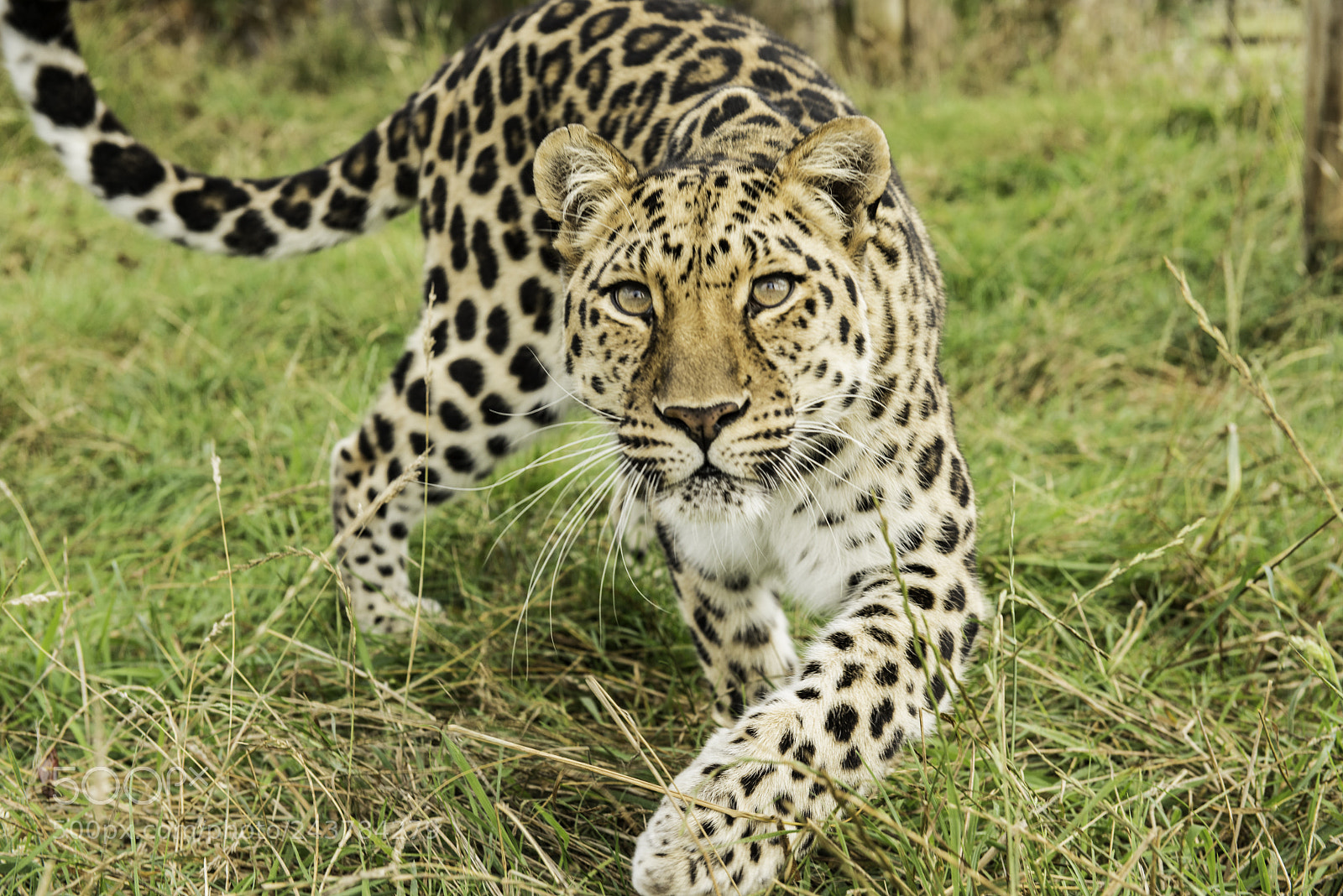 Nikon D800 sample photo. Leopard series photography