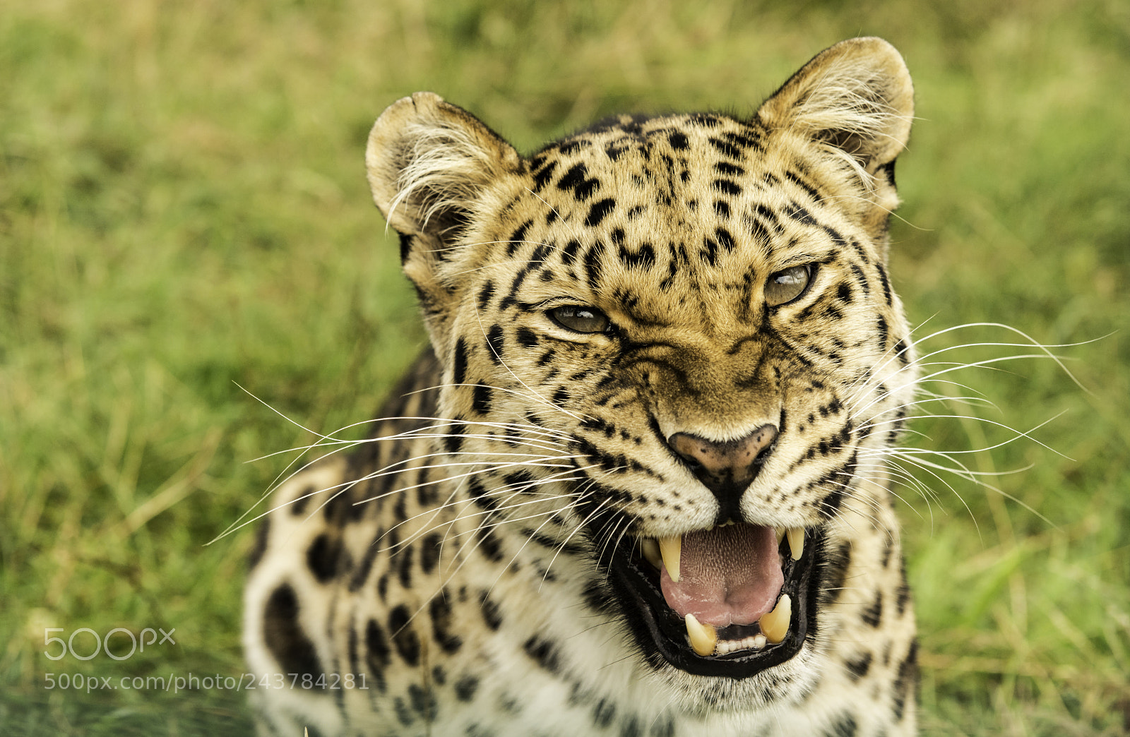 Nikon D800 sample photo. Leopard series photography
