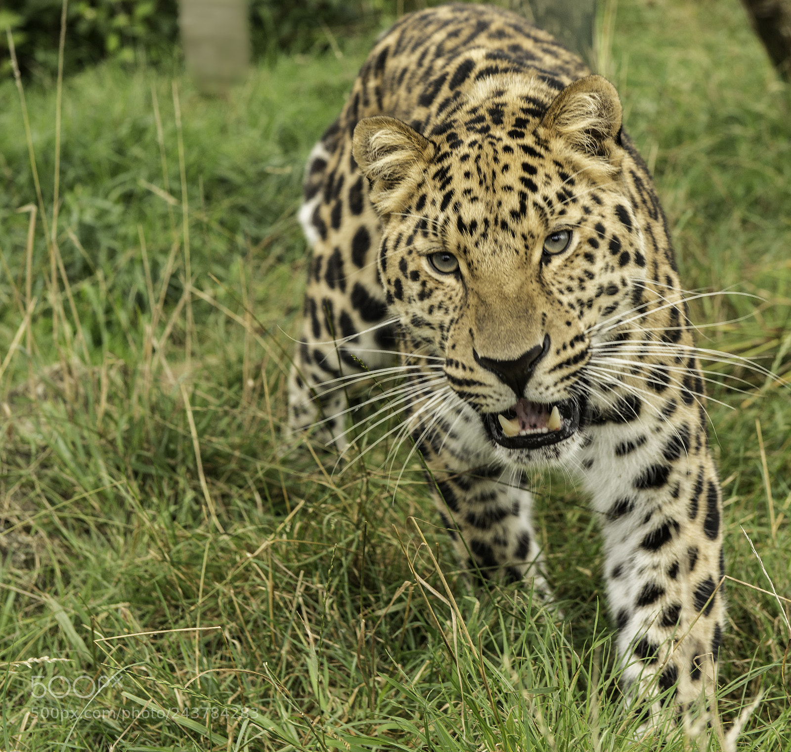 Nikon D800 sample photo. Leopard series photography