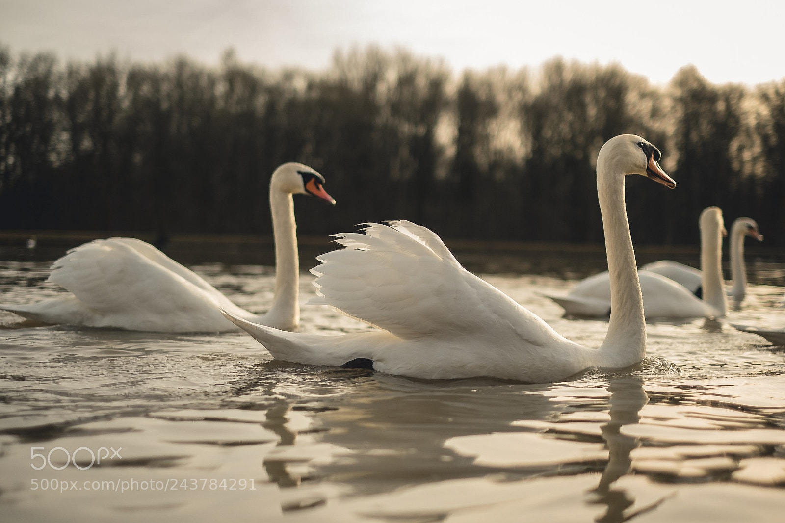 Fujifilm X-T20 sample photo. The swan in the photography