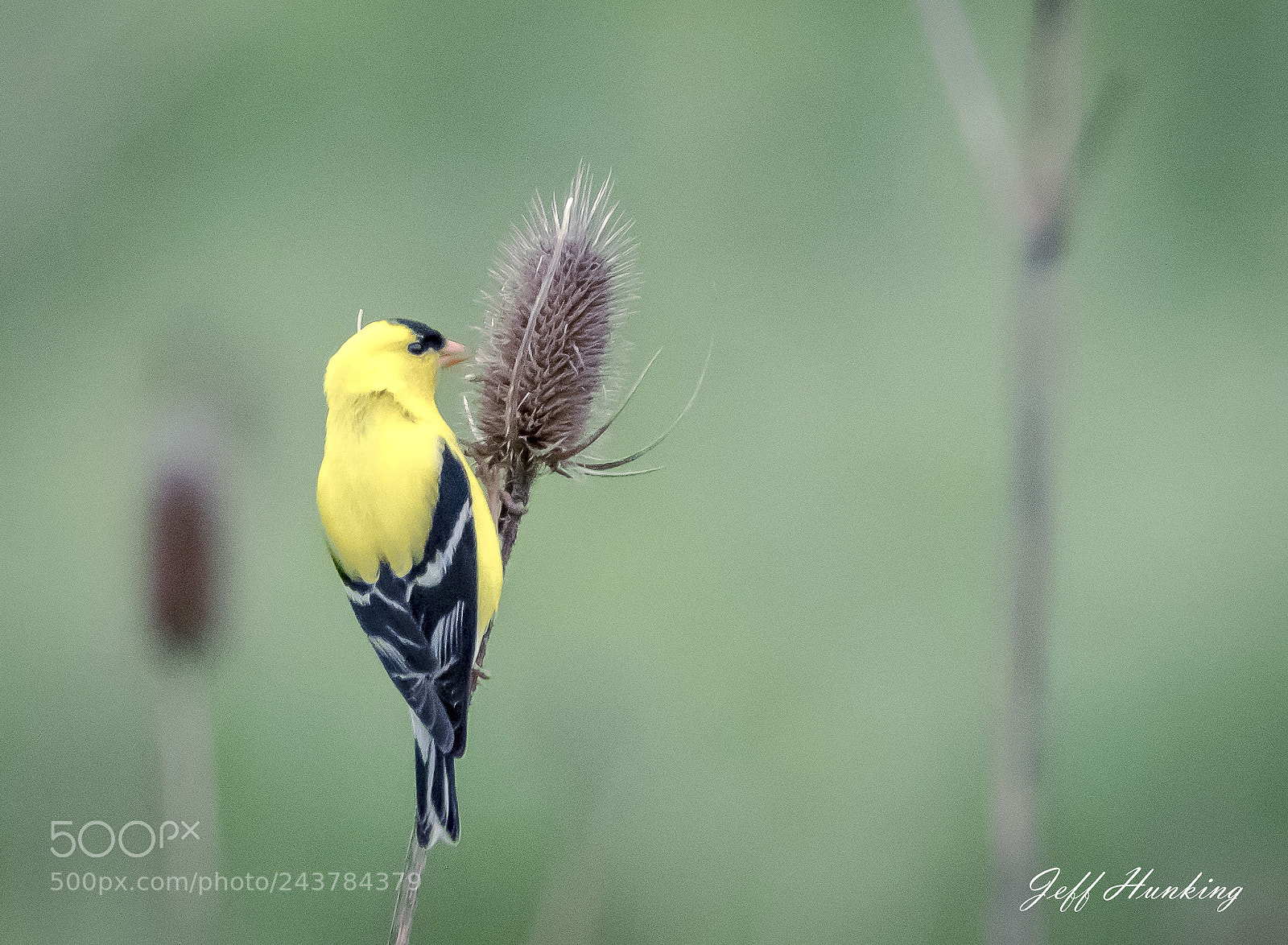 Canon EOS 7D Mark II sample photo. American goldfinch photography