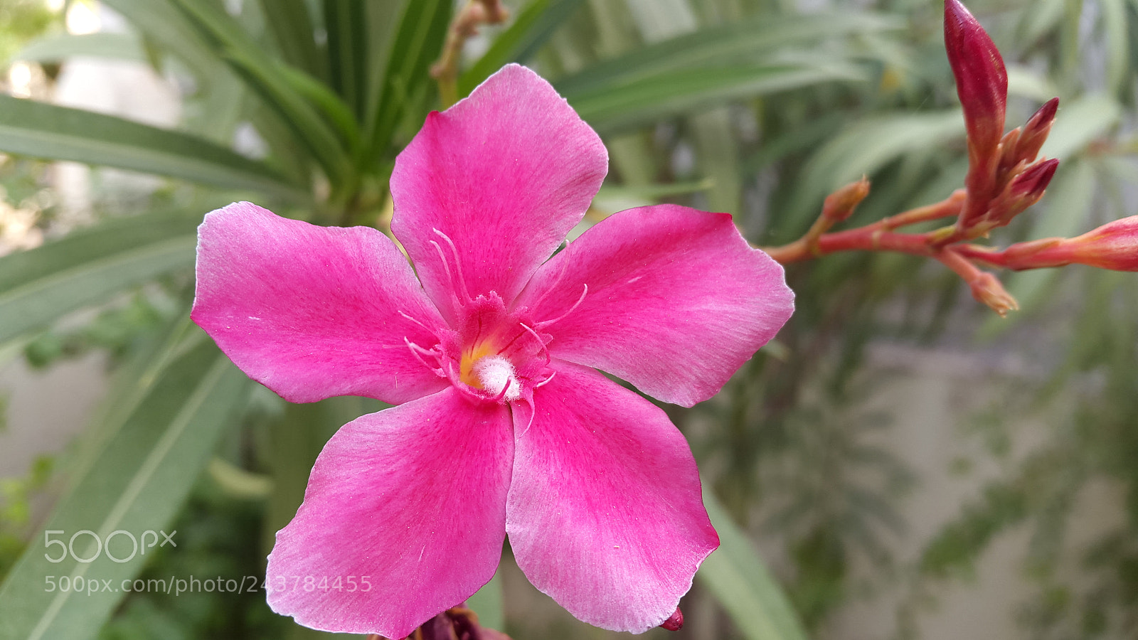 Samsung Galaxy S5 sample photo. 20140721_165725.jpg photography