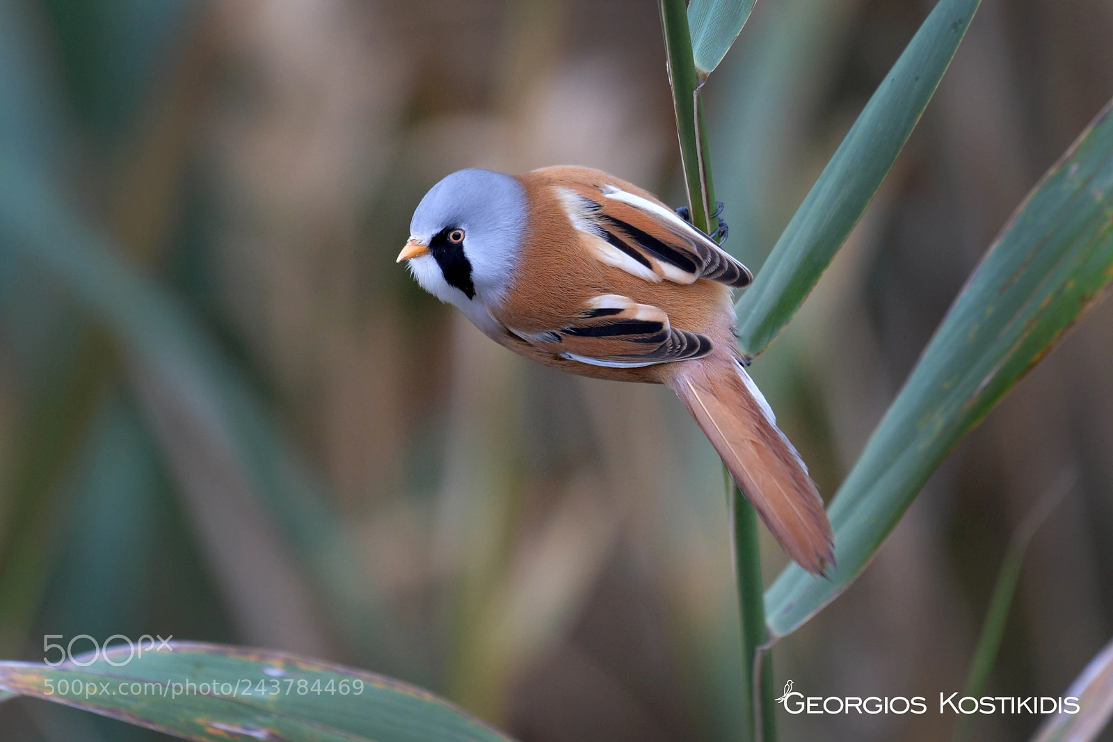 Nikon D4 sample photo. Panurus biarmicus photography