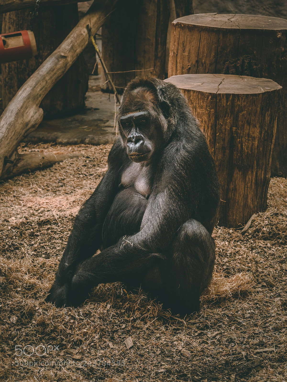 Panasonic Lumix DC-GH5 sample photo. Gorilla. prague zoo photography