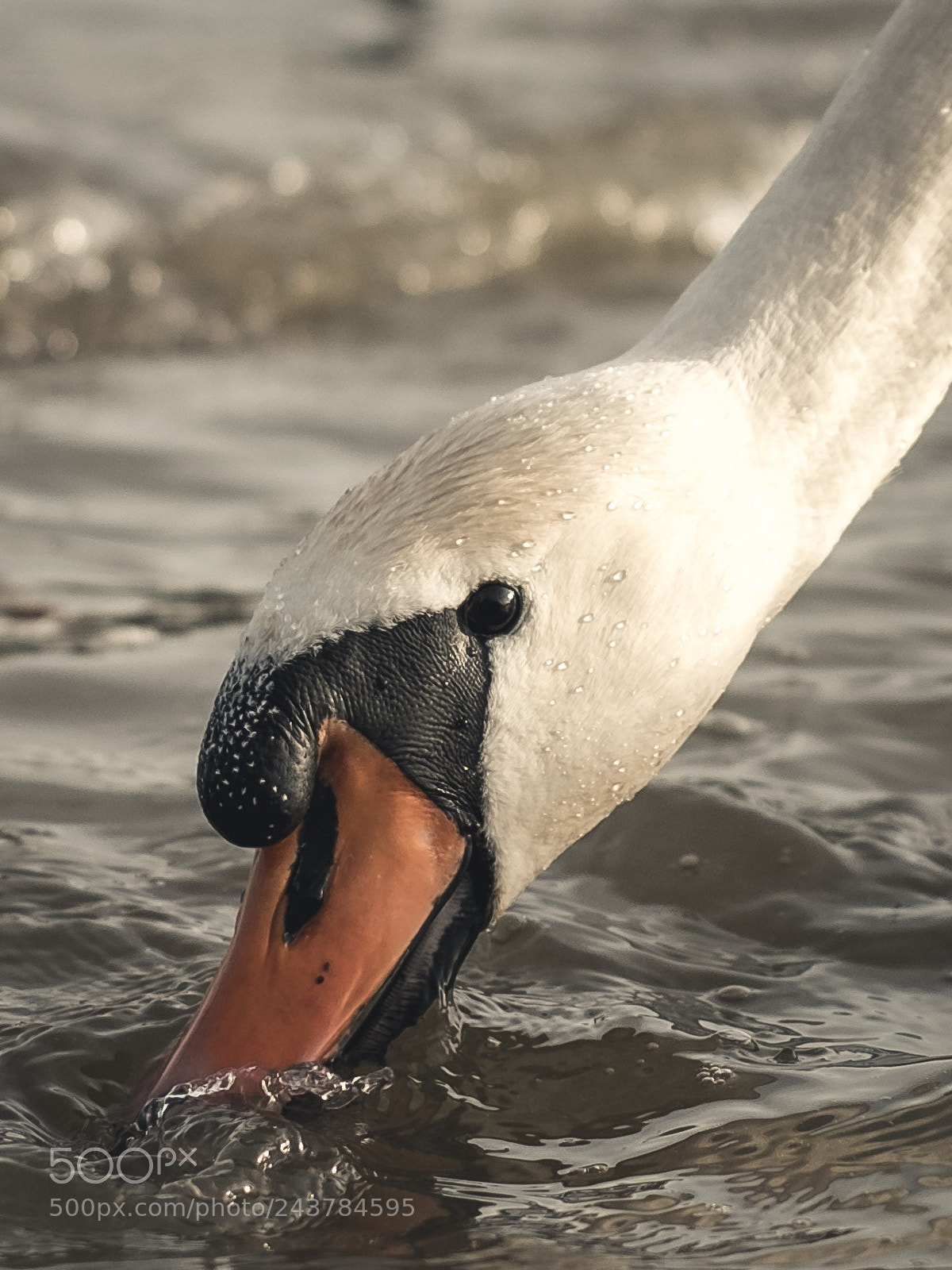 Fujifilm X-T20 sample photo. The swan in the photography
