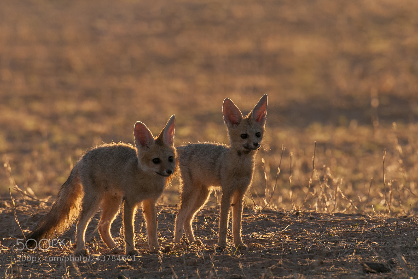 Nikon D300S sample photo. Capefox pups photography