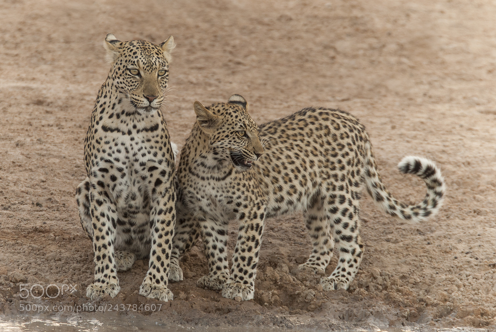 Nikon D200 sample photo. Leopard mum and juvenile photography
