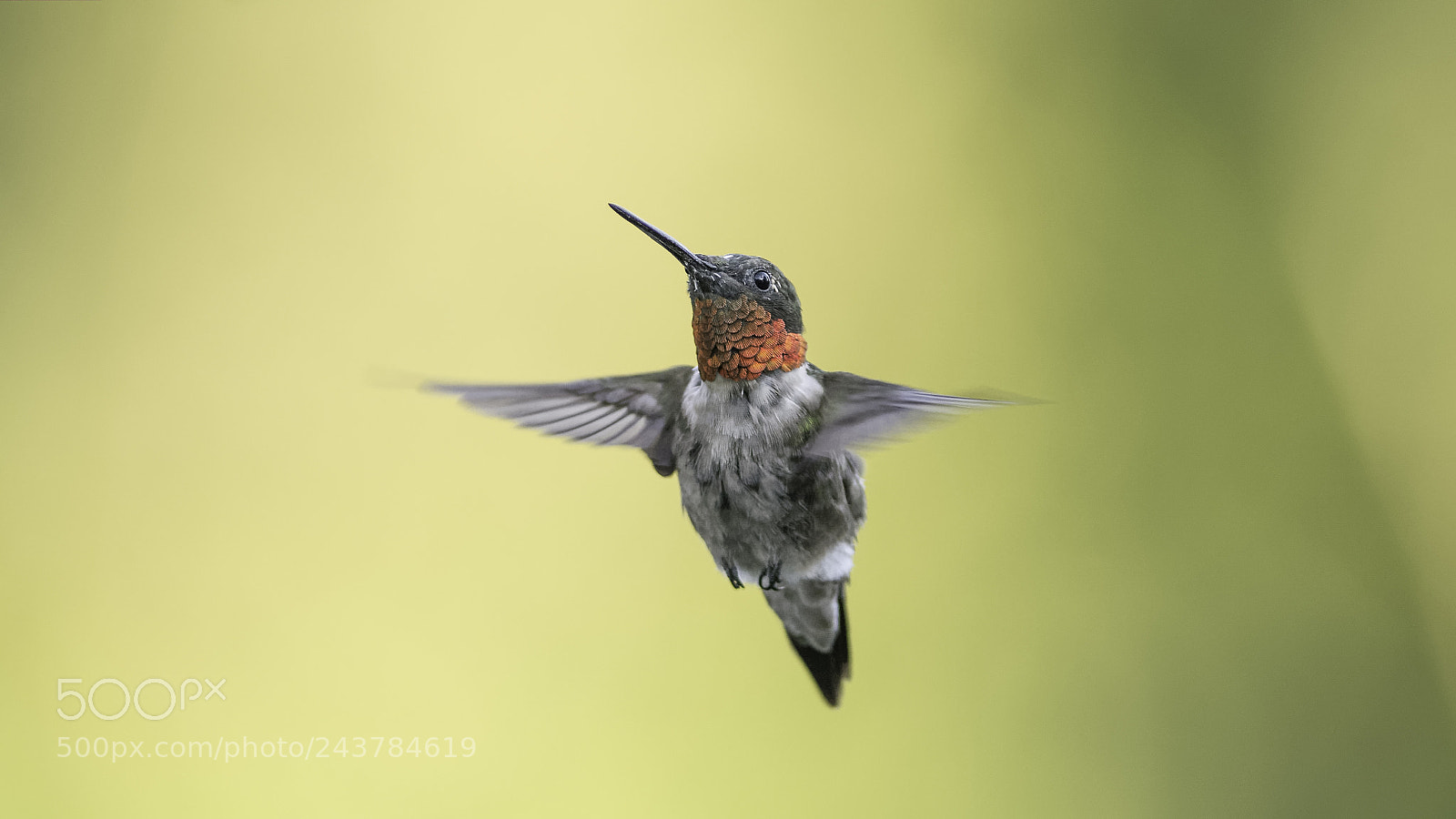 Nikon D7100 sample photo. Molting male photography