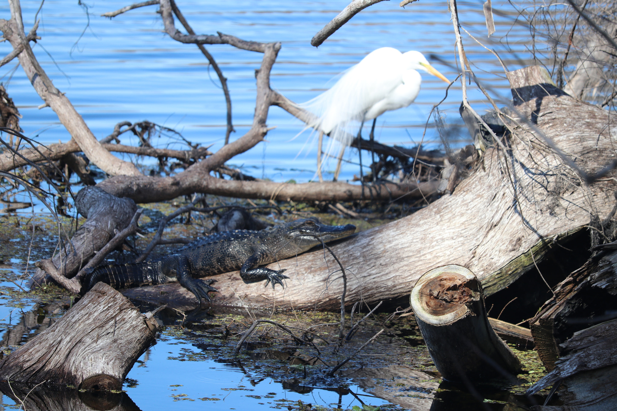 Canon EF-S 55-250mm F4-5.6 IS STM sample photo. Nature photography