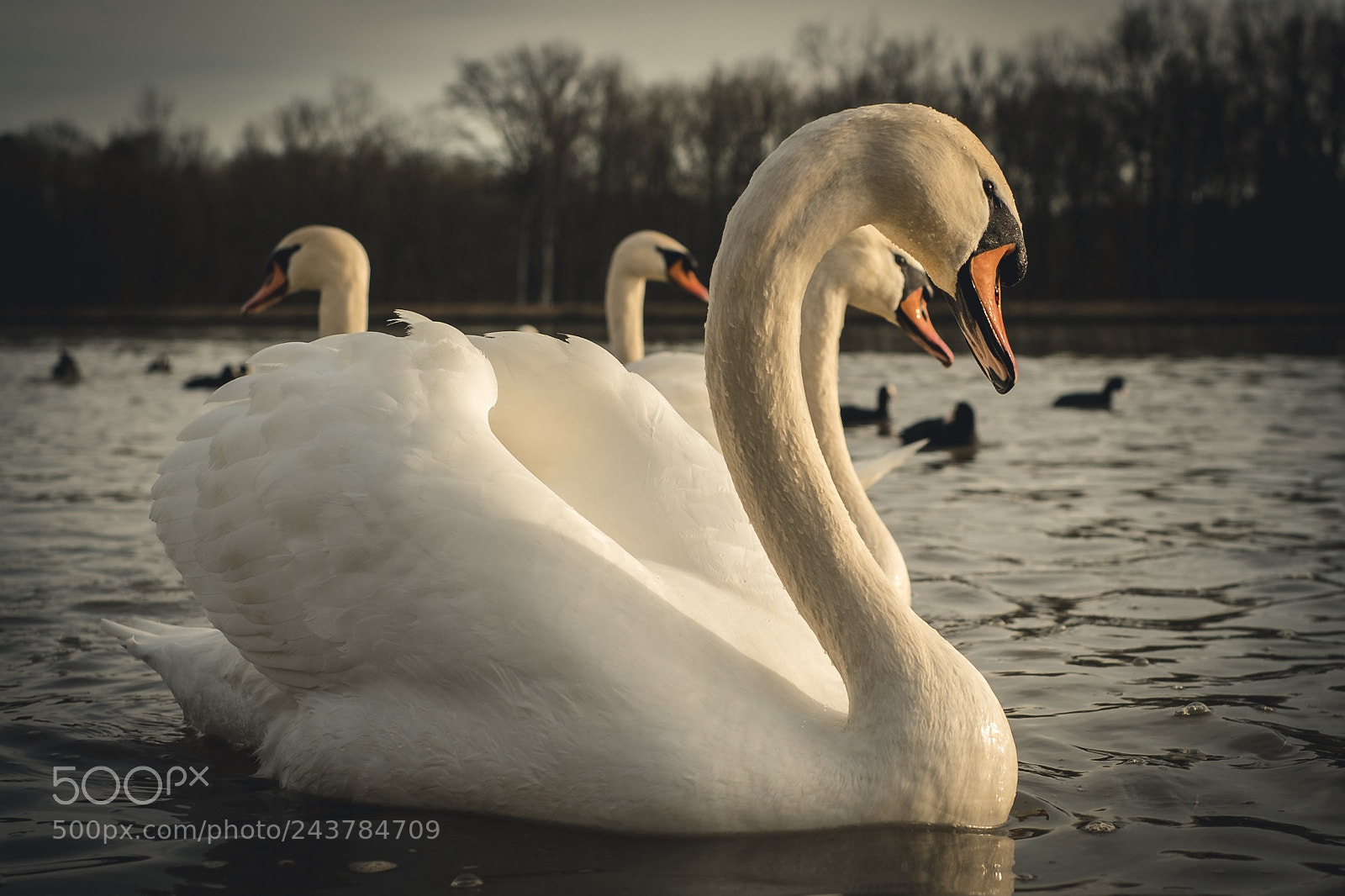 Fujifilm X-T20 sample photo. The swan in the photography
