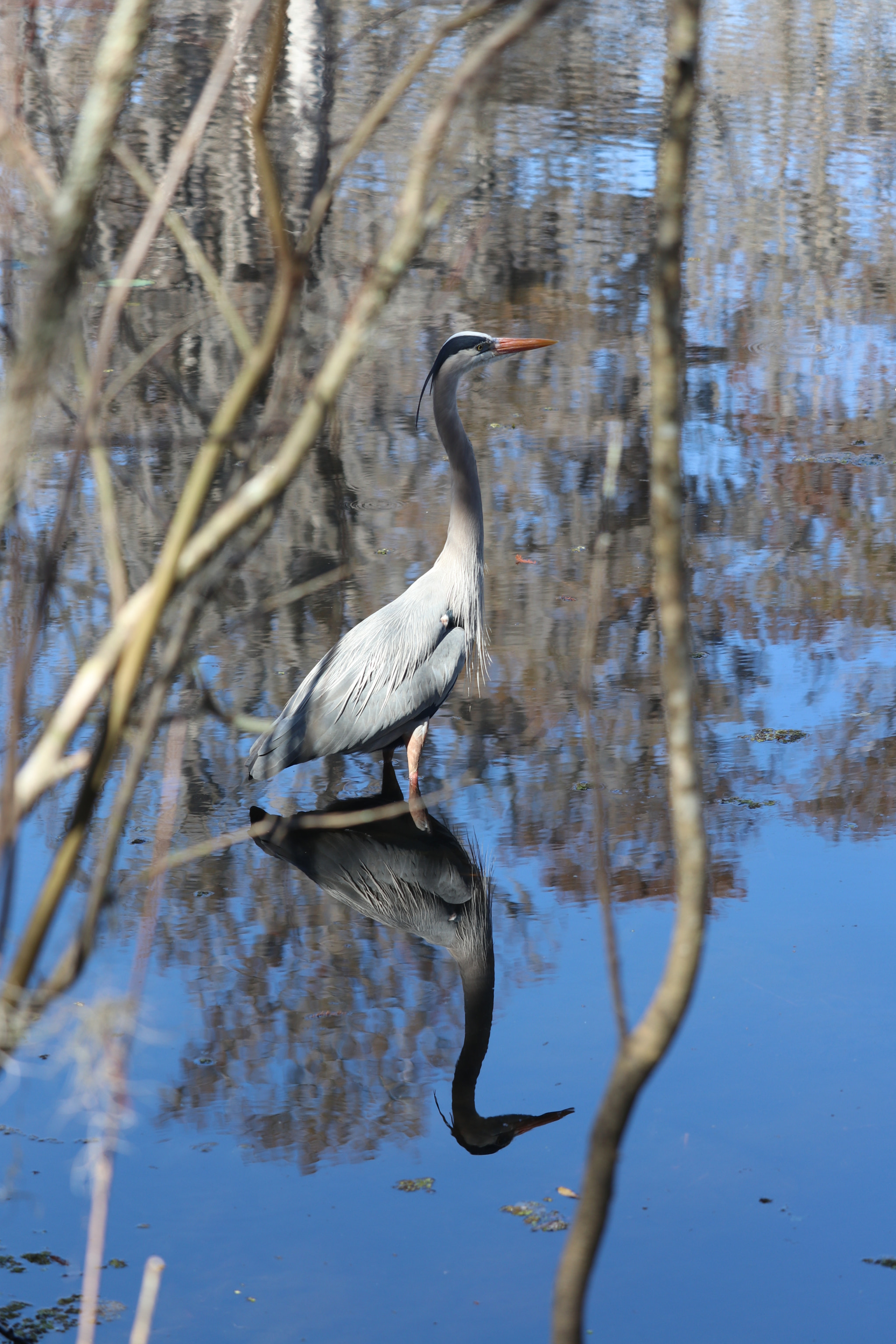 Canon EF-S 55-250mm F4-5.6 IS STM sample photo. Calm swamp waters photography