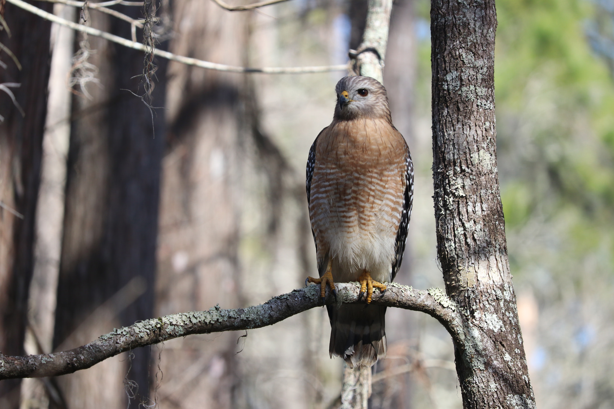 Canon EF-S 55-250mm F4-5.6 IS STM sample photo. Silently perched photography
