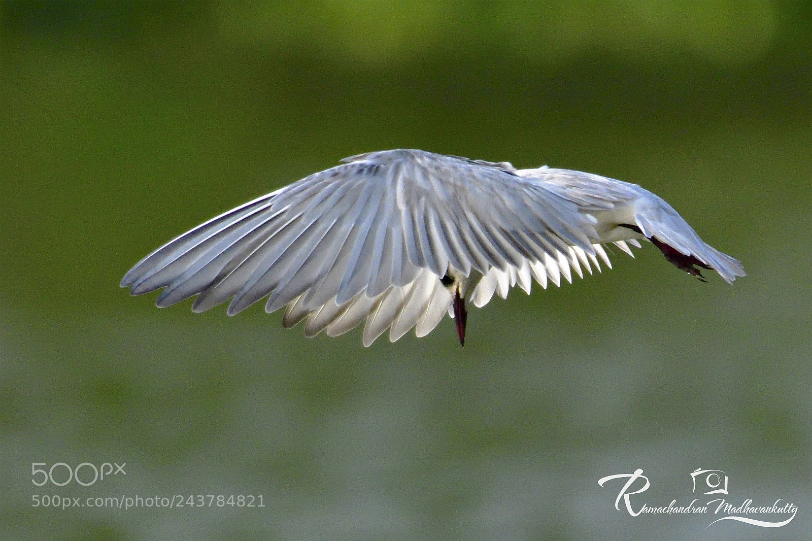 Nikon D500 sample photo. Whiskered tern - floating photography