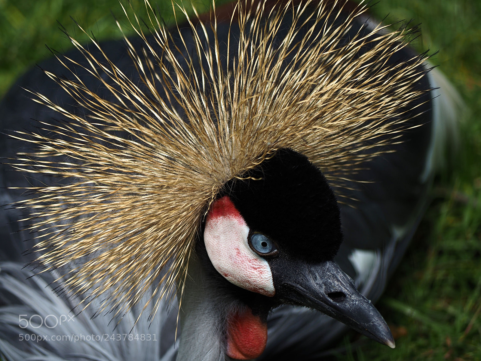 Olympus OM-D E-M10 sample photo. Black crowned crane photography