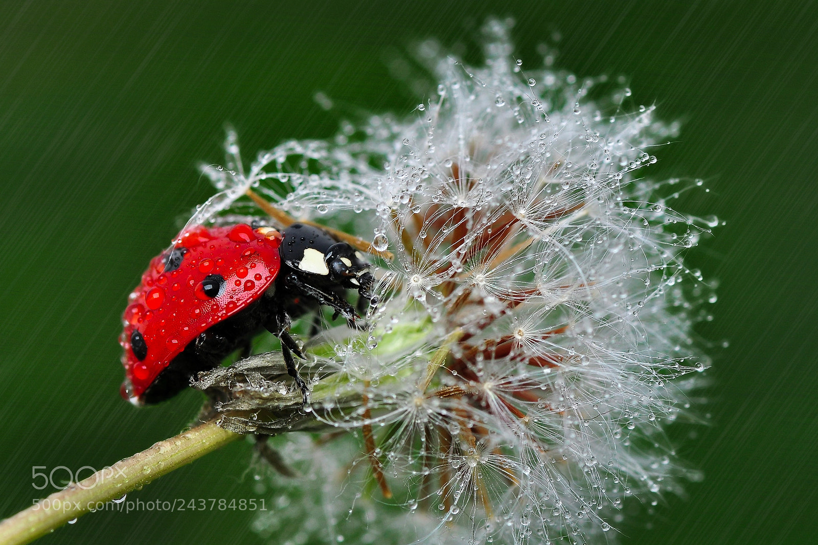 Nikon D90 sample photo. Drops photography