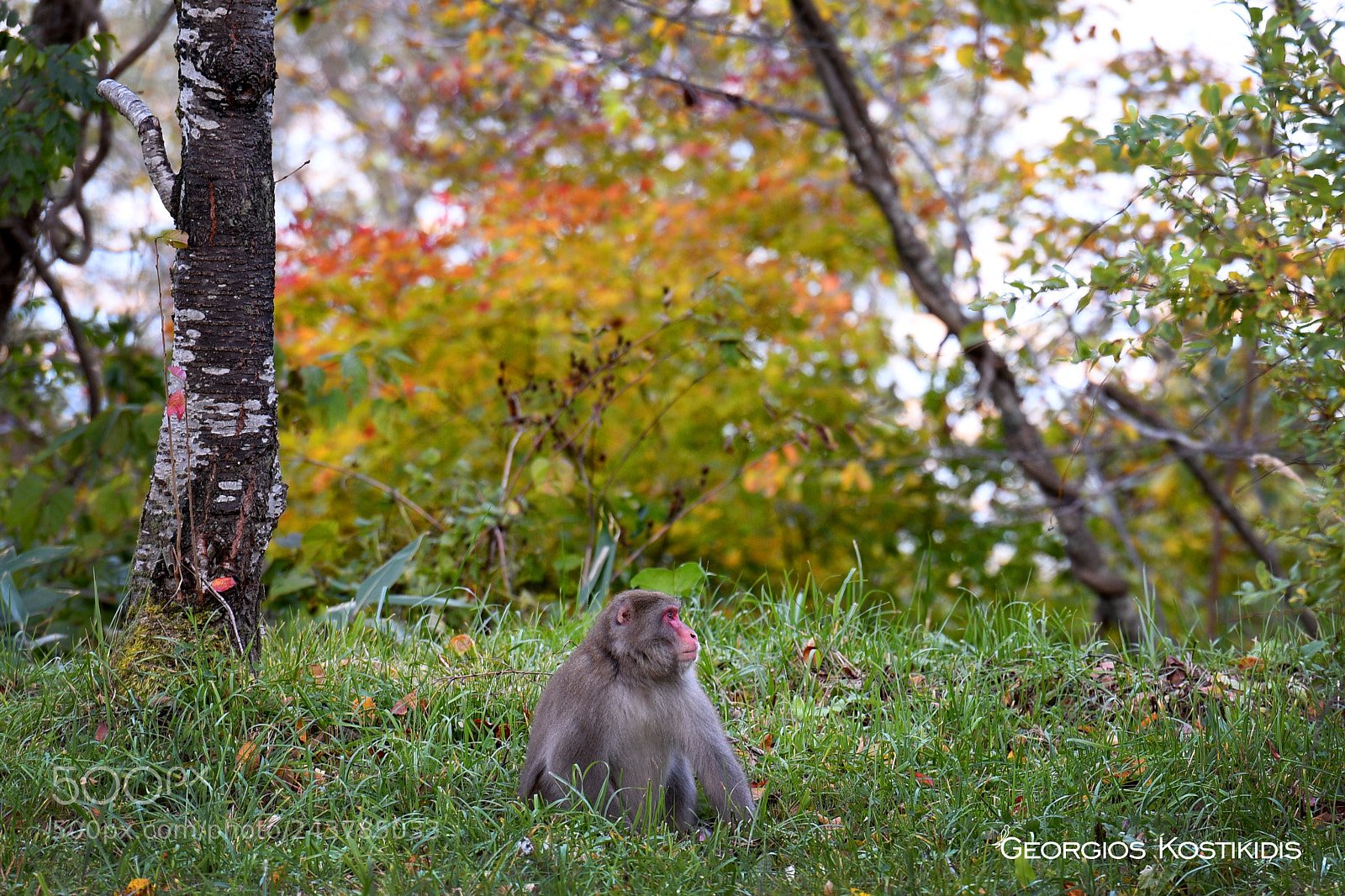 Nikon D500 sample photo. Macaca fuscata photography