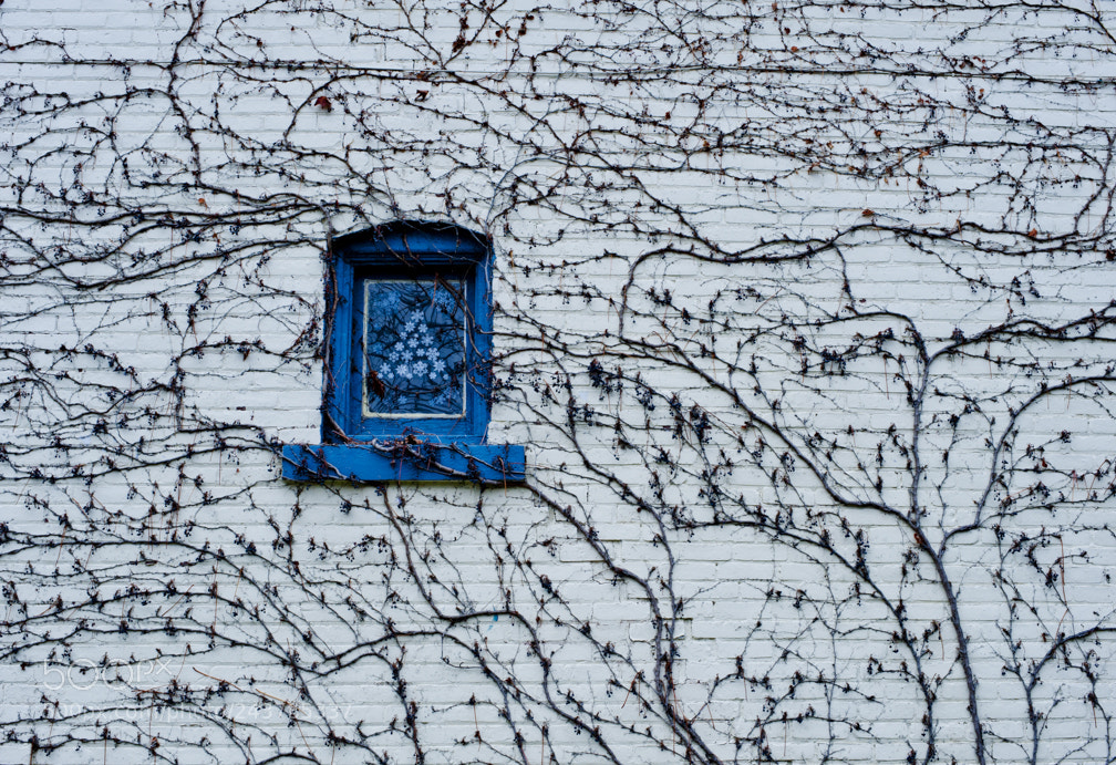Nikon D700 sample photo. Network theory photography