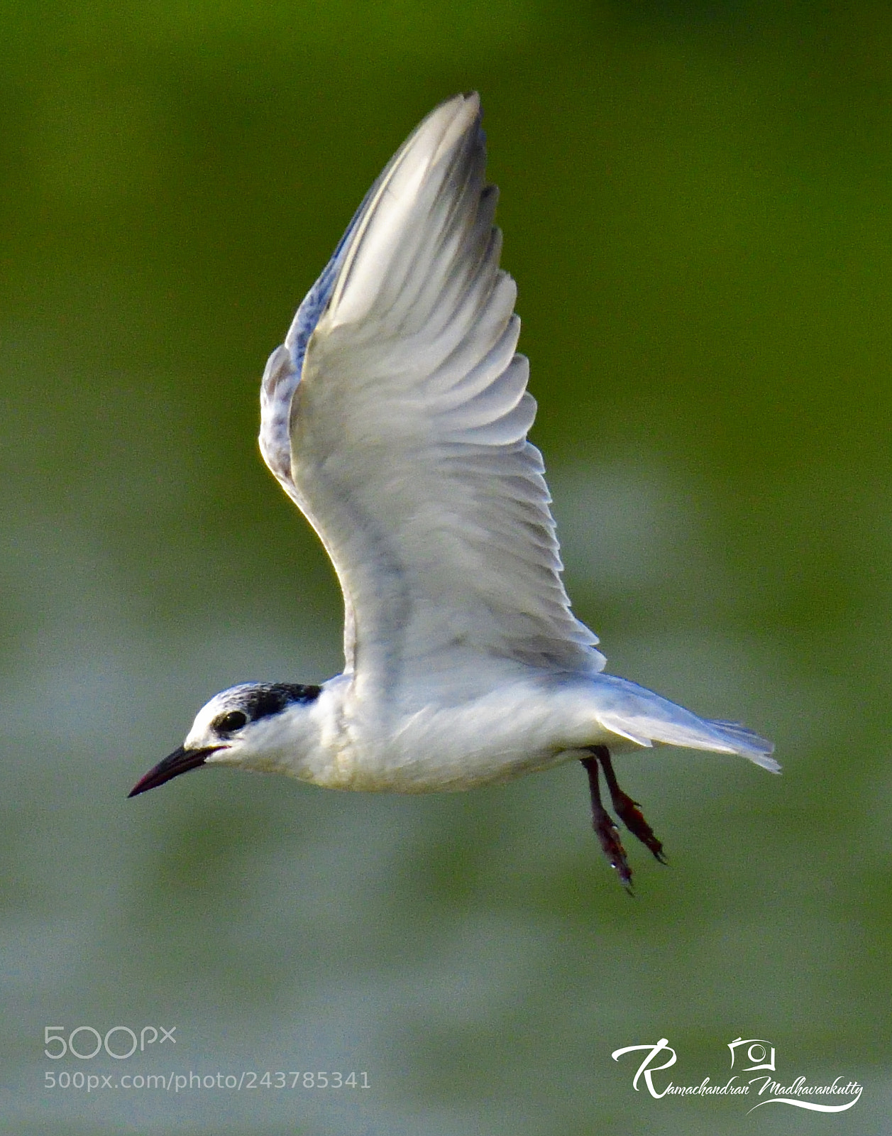 Nikon D500 sample photo. Whiskered tern - a photography